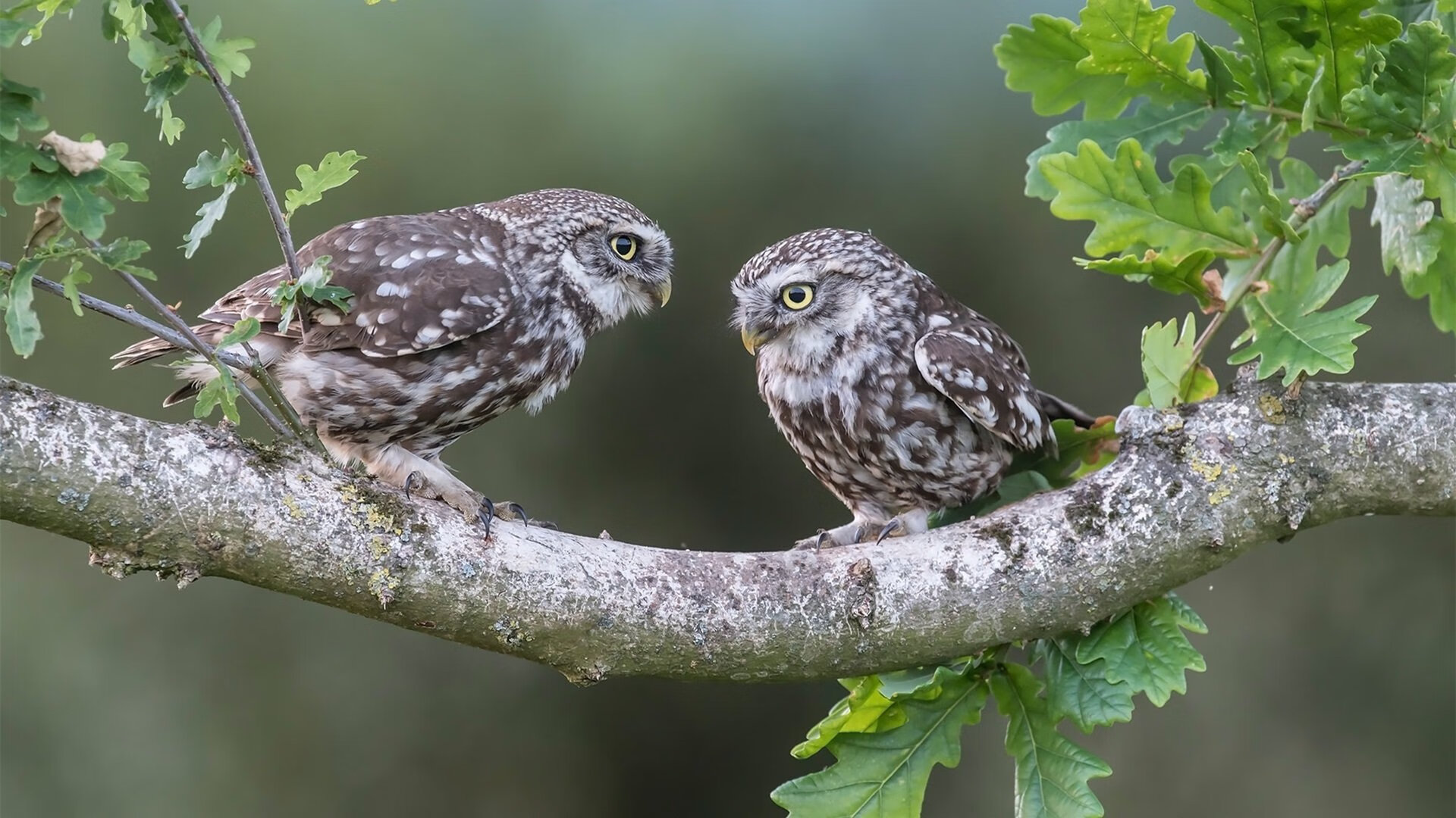双城记，NBA总决赛的窒息时刻与拉齐奥的末节风暴
